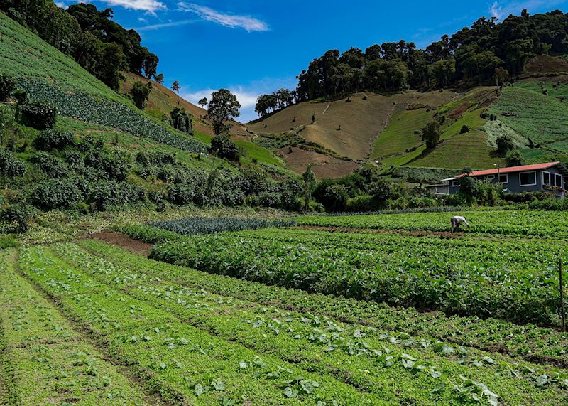 Chiriqui Highlands, Panama