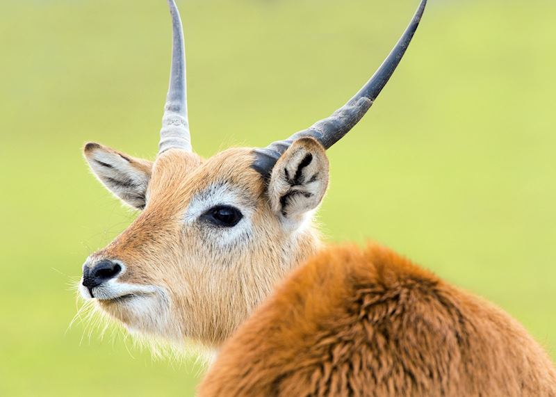 Lechwe in Kafue National Park