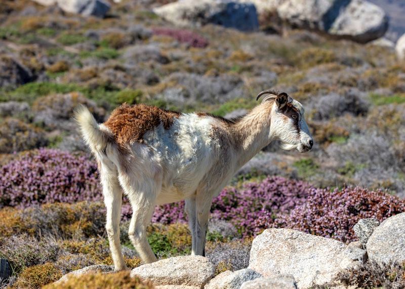 Goats, Volax