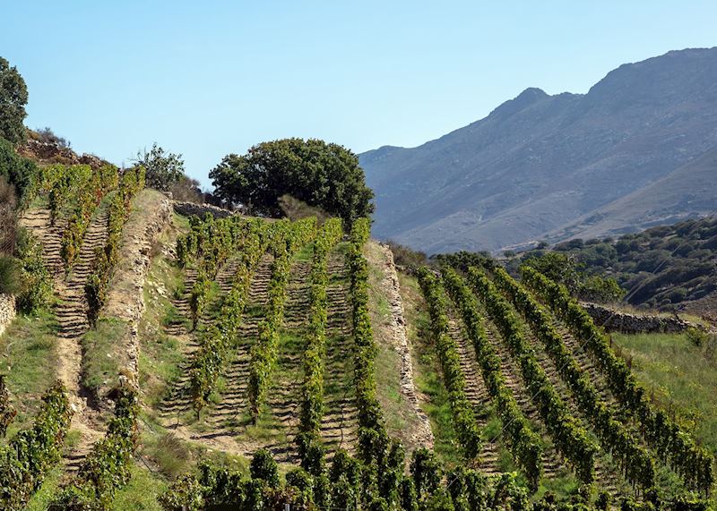 Vineyards, Tinos