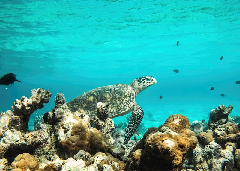 Turtle spotting from Constance Moofushi
