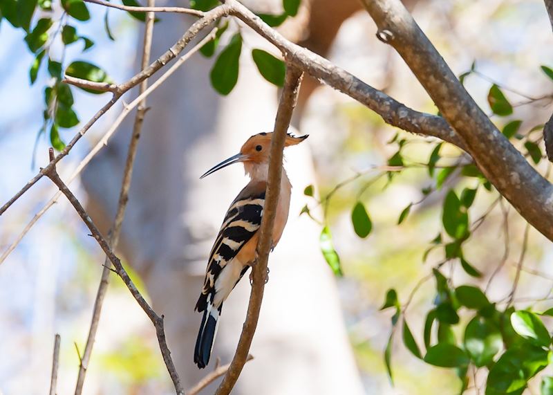 Hoopoe bird, Anjajavy Private Nature Reserve