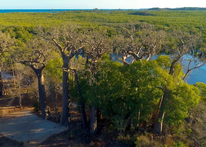 Aerial views of baobab trees, Anjajavy Private Nature Reserve