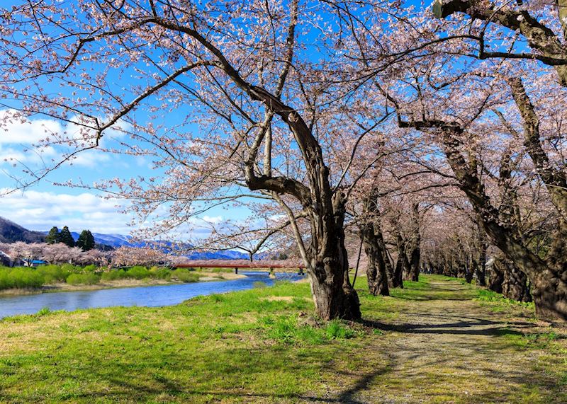 Cherry blossom in Kakunodate