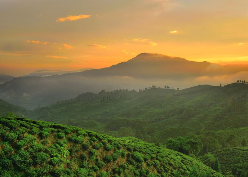 Sunset over a tea garden in Darjeeling