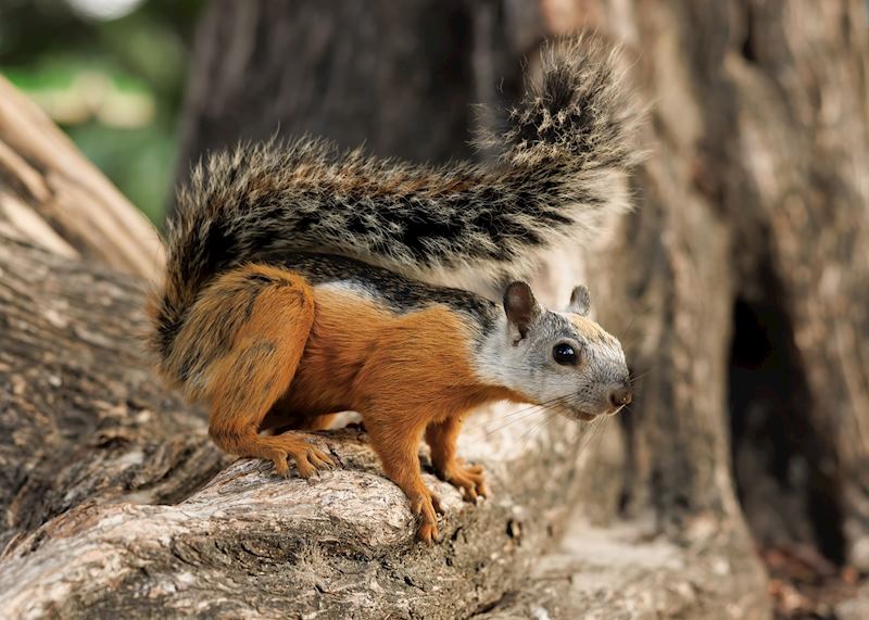 Grey squirrel on a tree in Tamarindo, Costa Rica