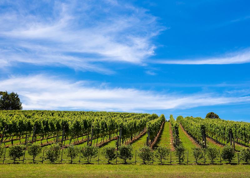 Vineyard on Waiheke Island
