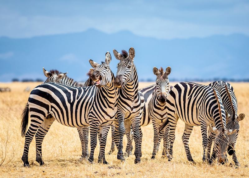 Zebras in Tarangire National Park