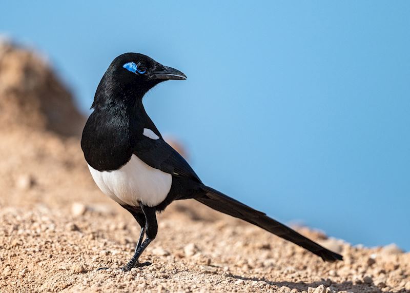 Maghreb magpie, Souss-Massa National Park