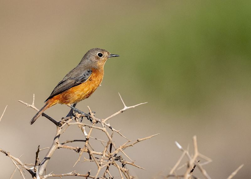 Moussier's redstart in Souss-Massa National Park