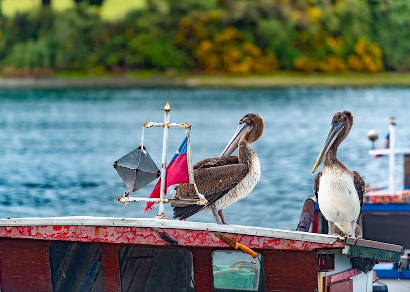 Pelicans at Angelmo Fish Market, Puerto Montt
