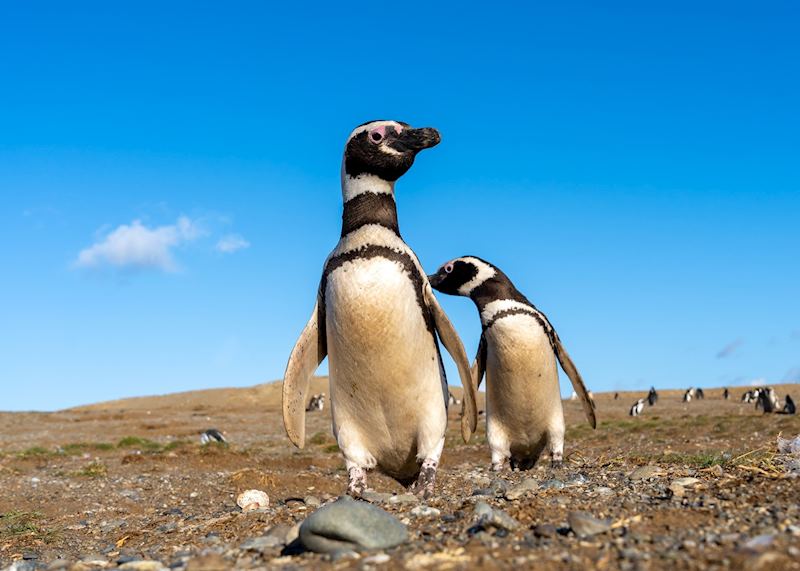 Magellanic penguins on Magdalena Island, Punta Arenas