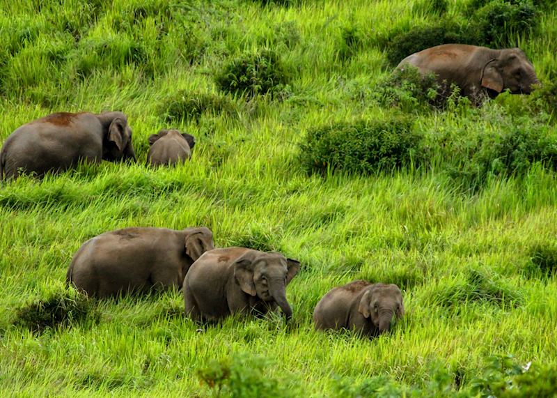 Elephants in Khao Yai National Park