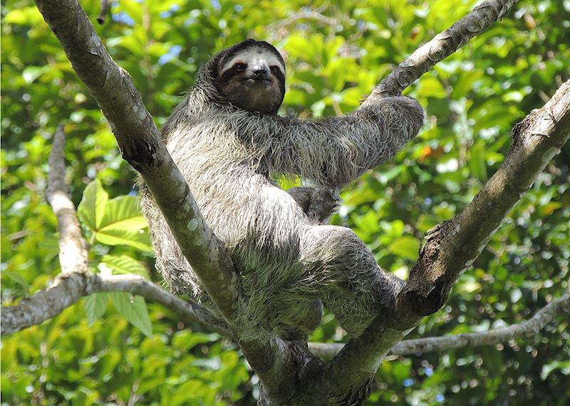 Sloth in El Valle