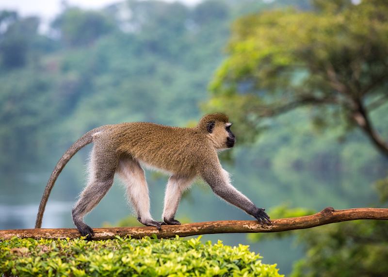 Vervet monkey next to the River Nile, Jinja