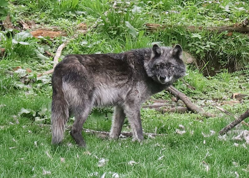 Wolf at the wolf centre, Haliburton Forest