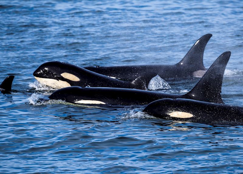 Orcas, northern British Columbia