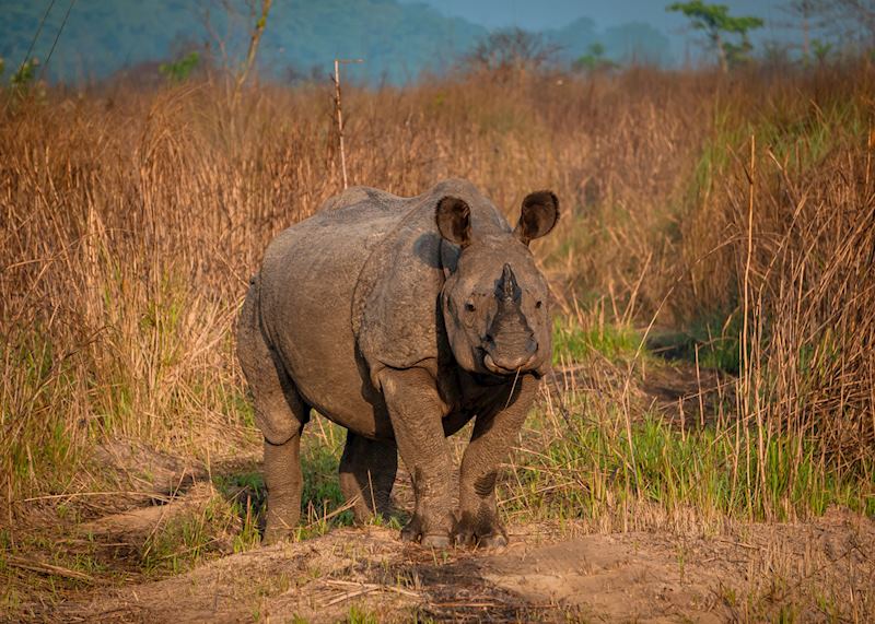 Spotting rhinos at Chitwan National Park