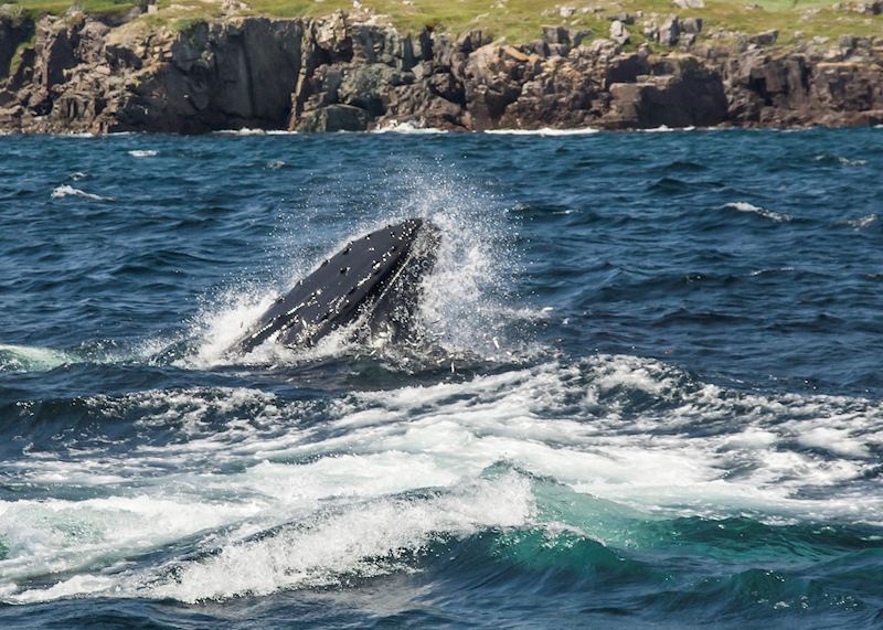 Humpback whale, Trinity Bay