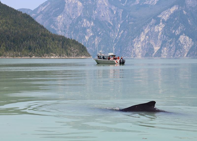 Humpback whale, Knight Inlet