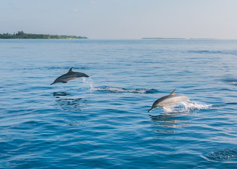 Spinner dolphins off the Maldives