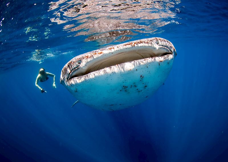 Swimming with a whale shark