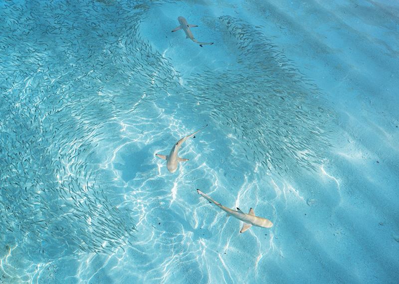 Reef sharks swimming in the shallows