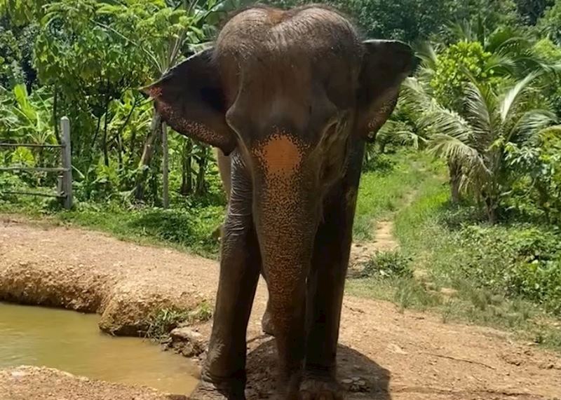 Elephant, Following Giants