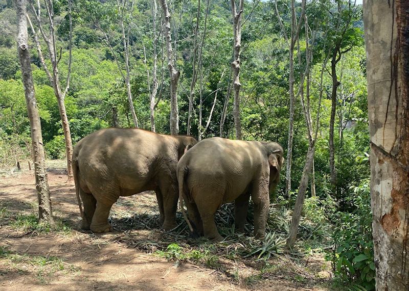 Elephants, Following Giants