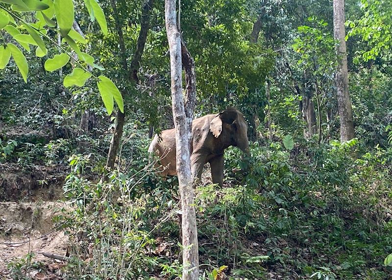 Elephant, Following Giants