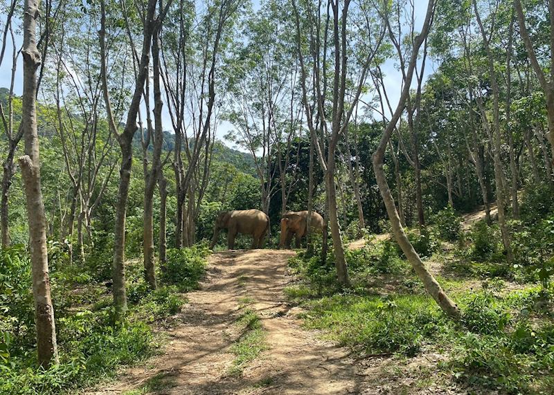 Elephants, Following Giants