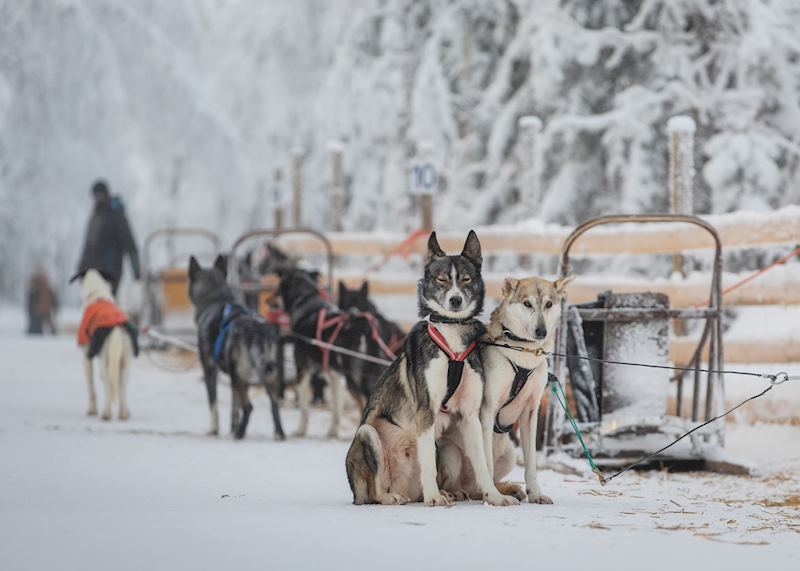 Husky safari, Finnish Lapland (credit: Safartica Oy)