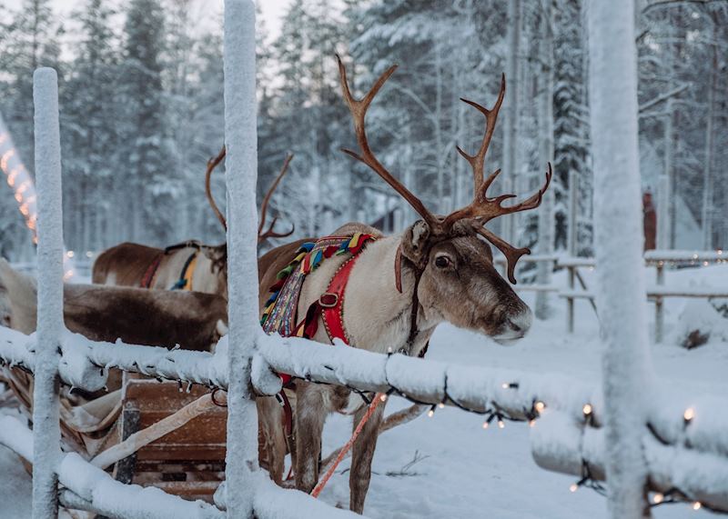 Reindeer, Rovaniemi