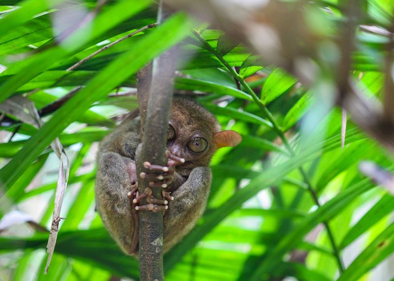 Tarsier, Bohol