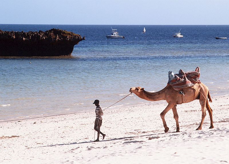 A camel walking along the beach in Watamu