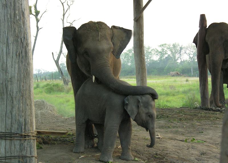 Elephants, Chitwan, Nepal
