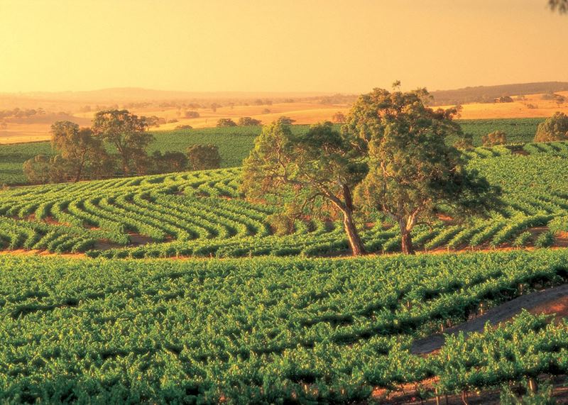 The Hunter Valley, NSW