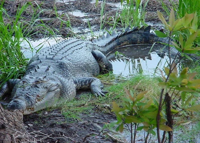 Crocodile, Arnhemland, Northern Territory
