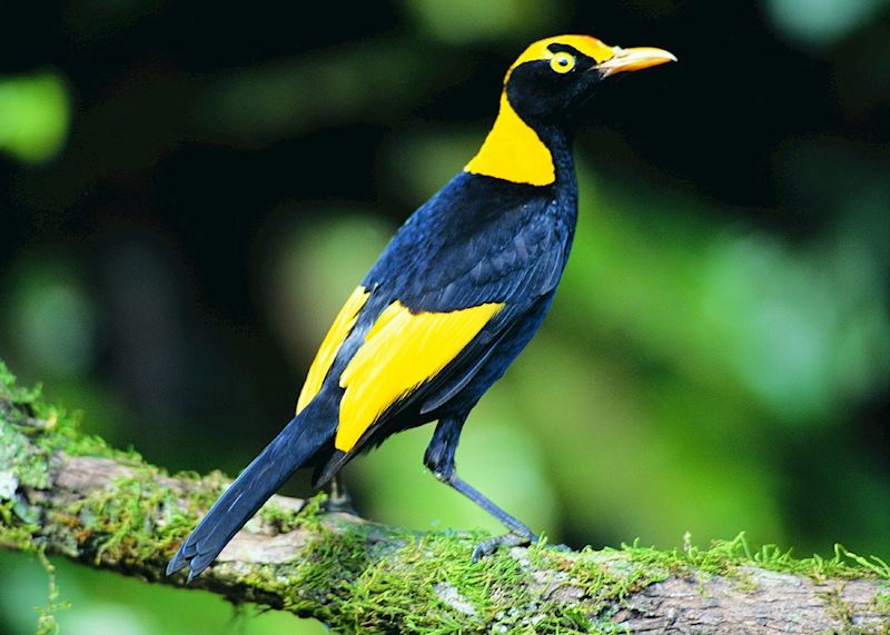 Regency Bower Bird, Lamington National Park, Australia