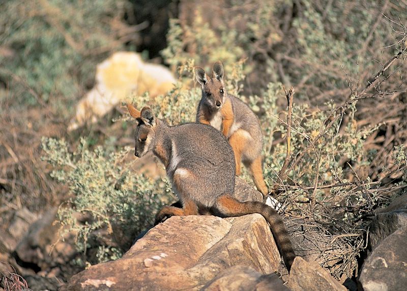 Rock Wallabies, Flinders Ranges