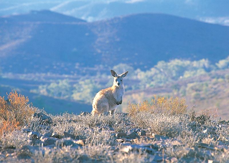 Kangaroo, Angorichna, Flinders Ranges