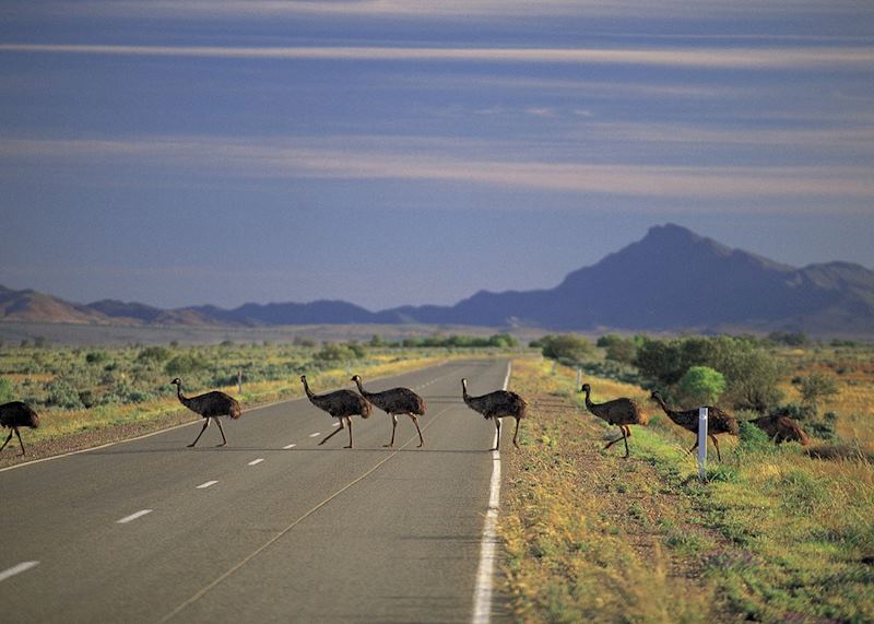 Emus Crossing, Flinders Ranges, SA