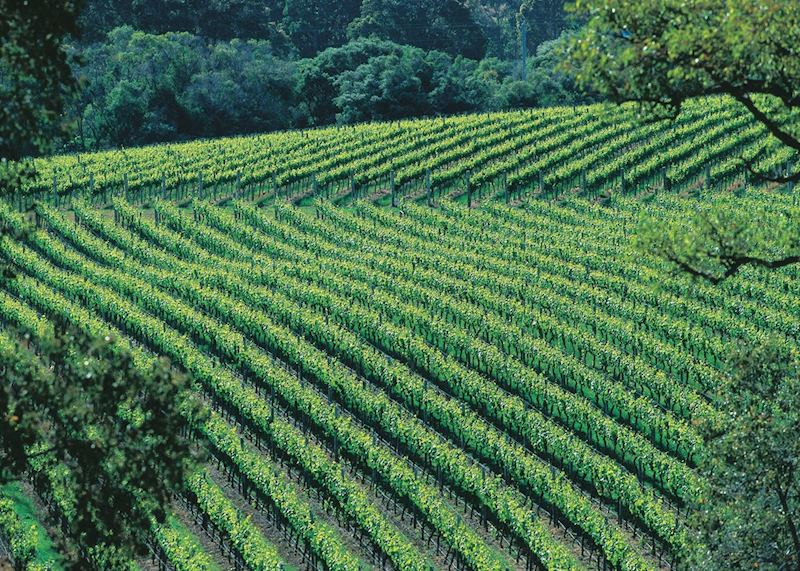 Vineyards, The Margaret River region