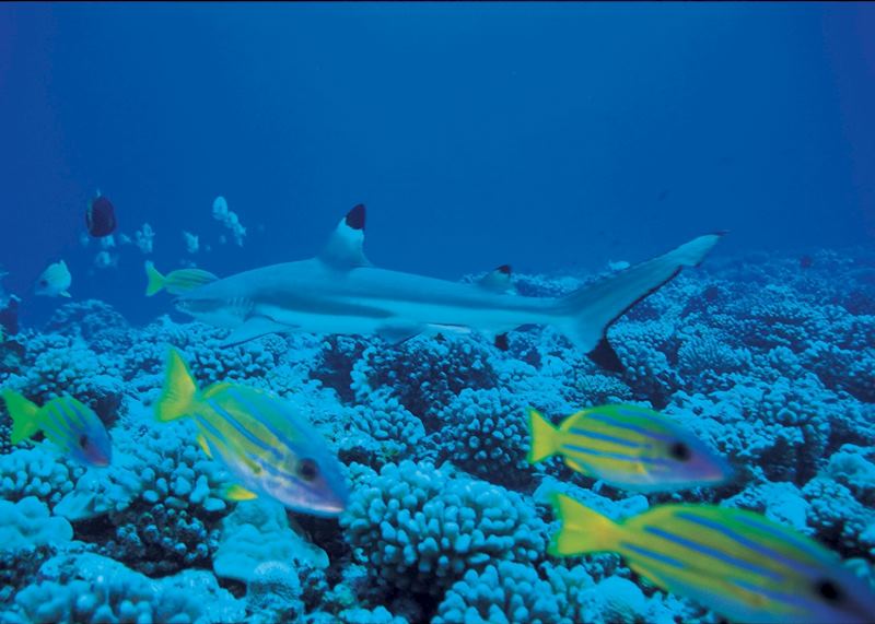 Fish and reef sharks, Bora Bora