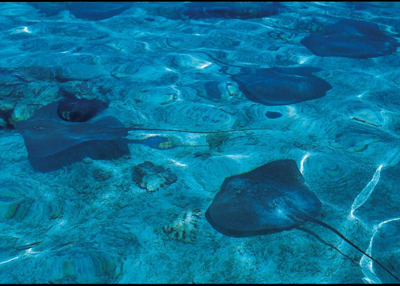 Rays in the lagoon