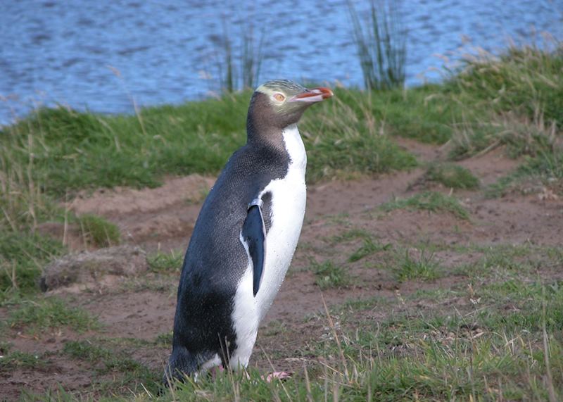 Yellow eyed penguin, Otago Peninsula