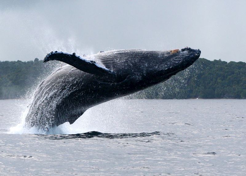 Humpback whale off the coast of Île Sainte-Marie