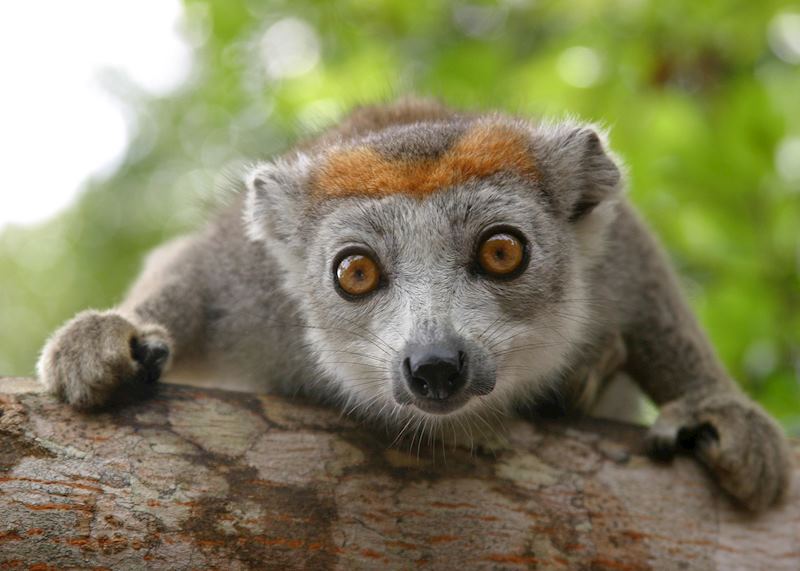Crowned lemur