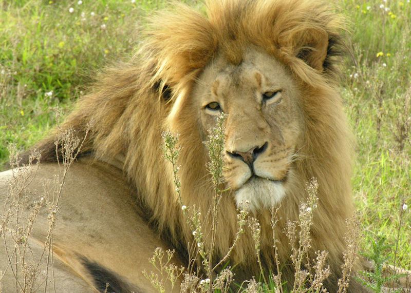 Lion, Greater Kruger Park
