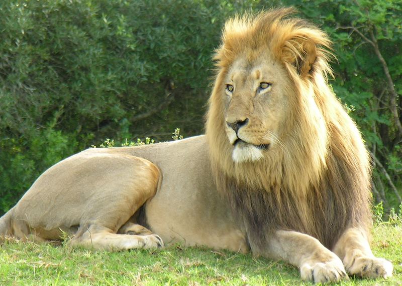 Lion, Eastern Cape Game Reserves